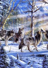 Вовки-колядники Вовки-колядники